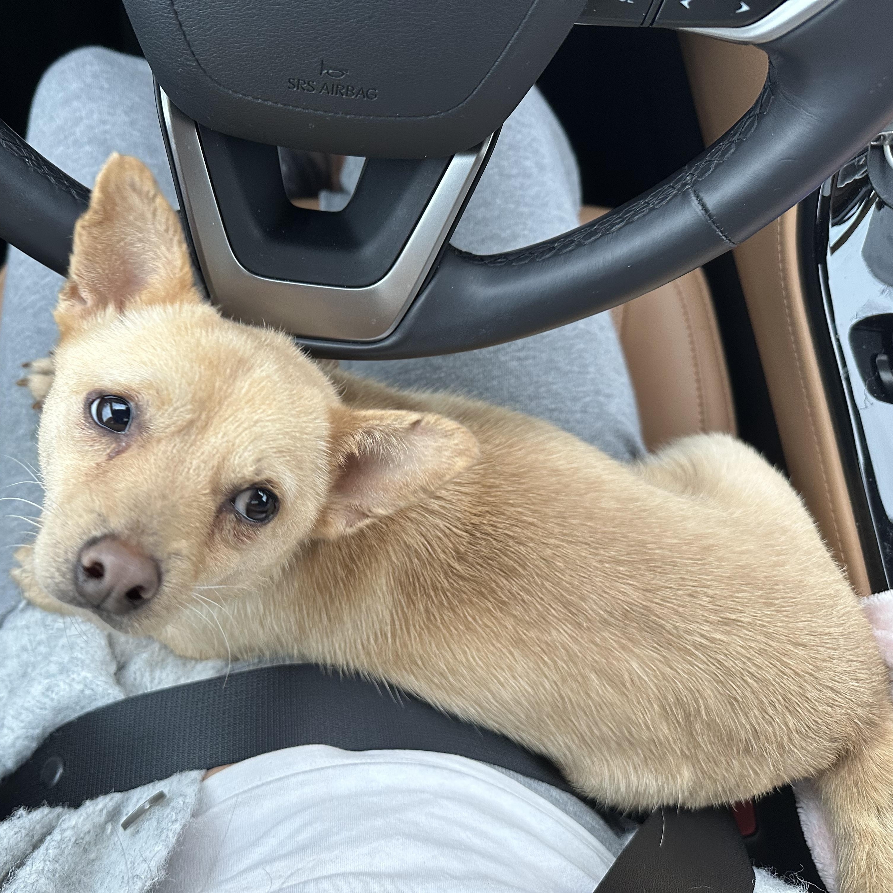 Kelvin, a ADOPTABLE mixed breed in Rock Hill, SC image 2/4