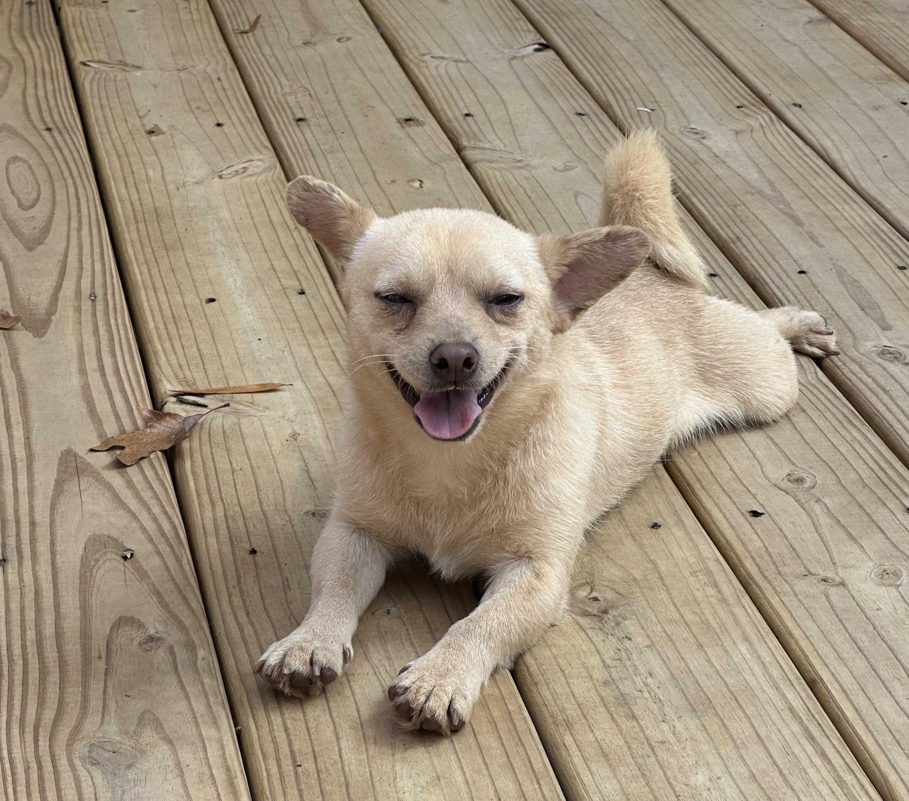 Kelvin, a ADOPTABLE mixed breed in Rock Hill, SC image 3/4