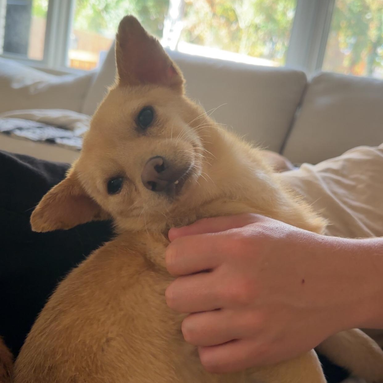 Kelvin, a ADOPTABLE mixed breed in Rock Hill, SC image 4/4