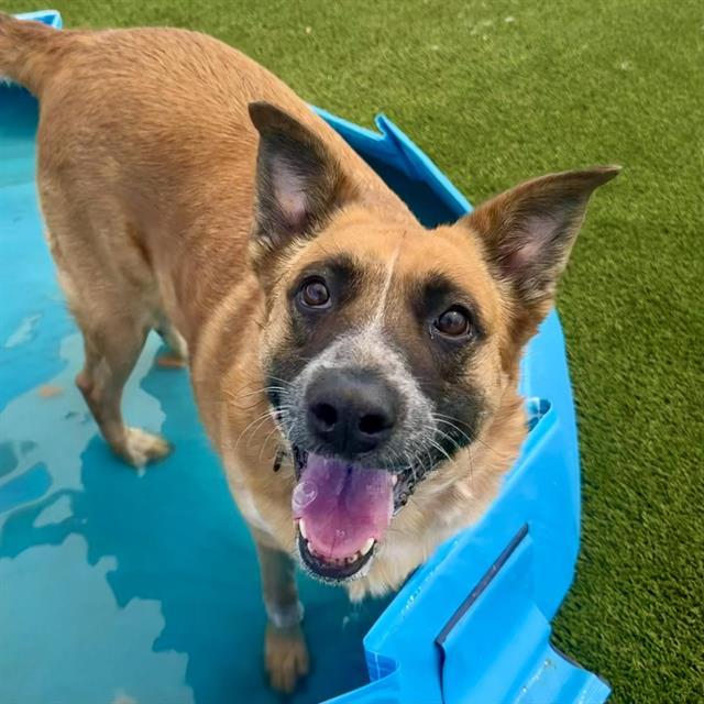 MS. LULU BANZAI, Adoptable, Adult Female Australian Cattle Dog / Blue Heeler & German Shepherd Dog.