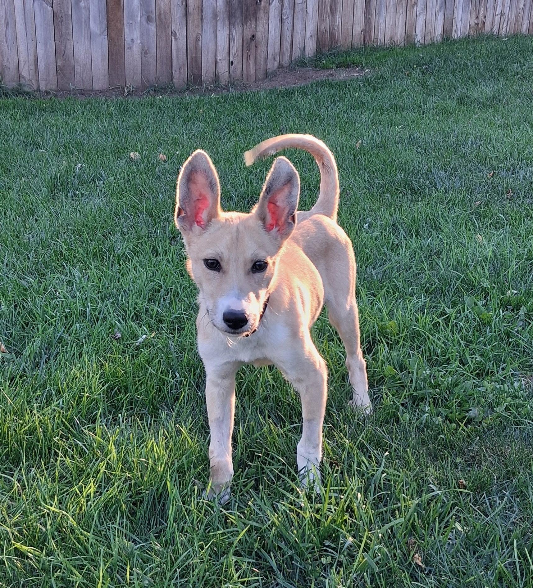 Enlarge Malcolm, a Adoptable mixed breed in Oxford, MI image 2/6