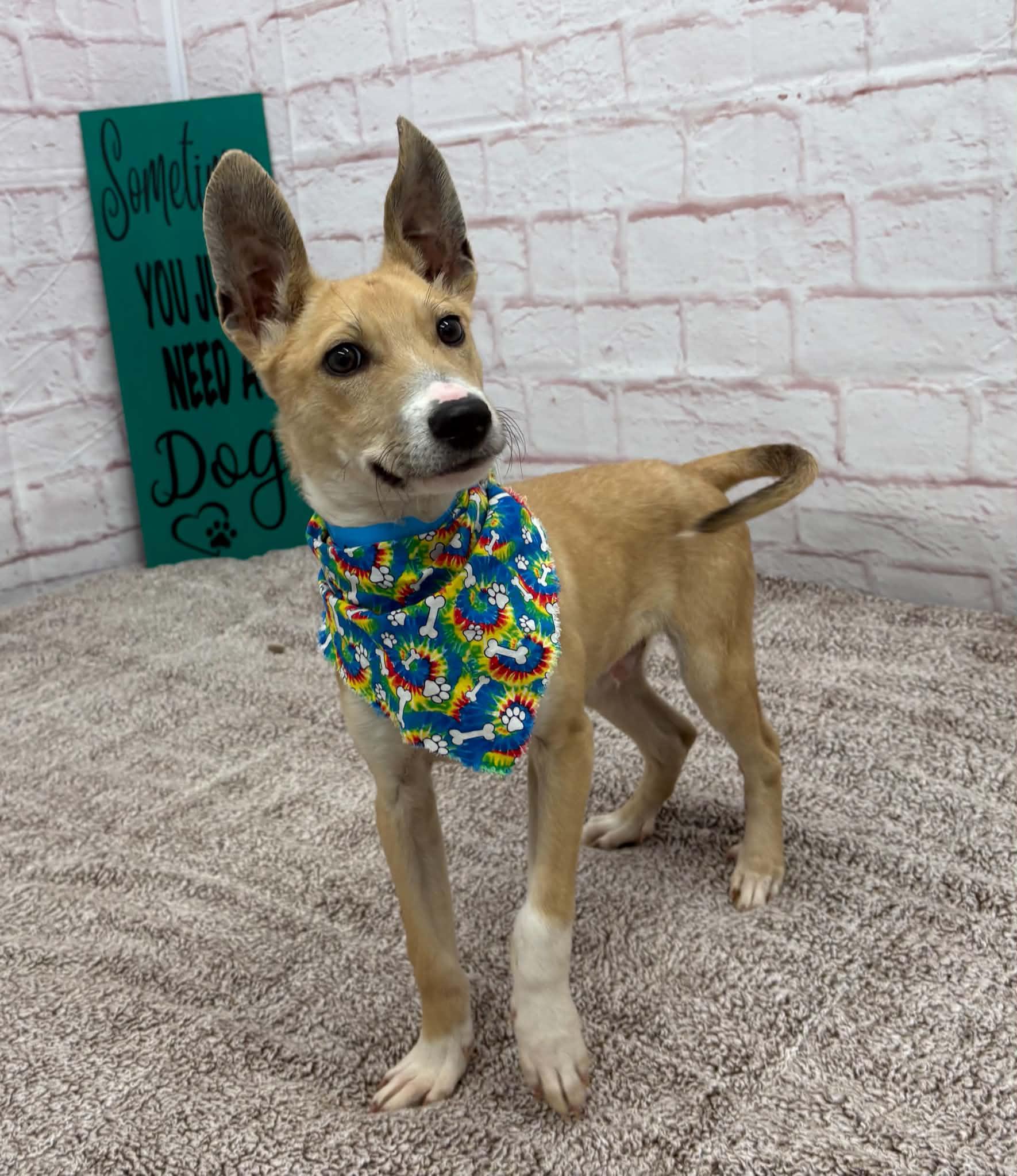 Enlarge Malcolm, a Adoptable mixed breed in Oxford, MI image 5/6