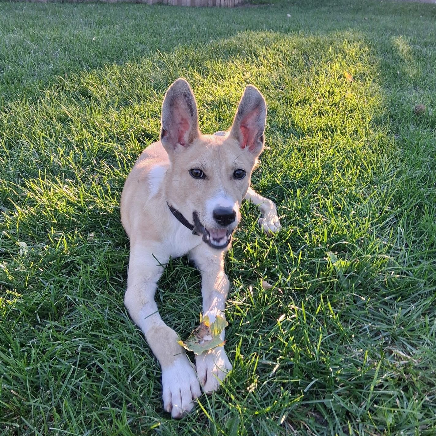 Enlarge Malcolm, a Adoptable mixed breed in Oxford, MI image 1/6