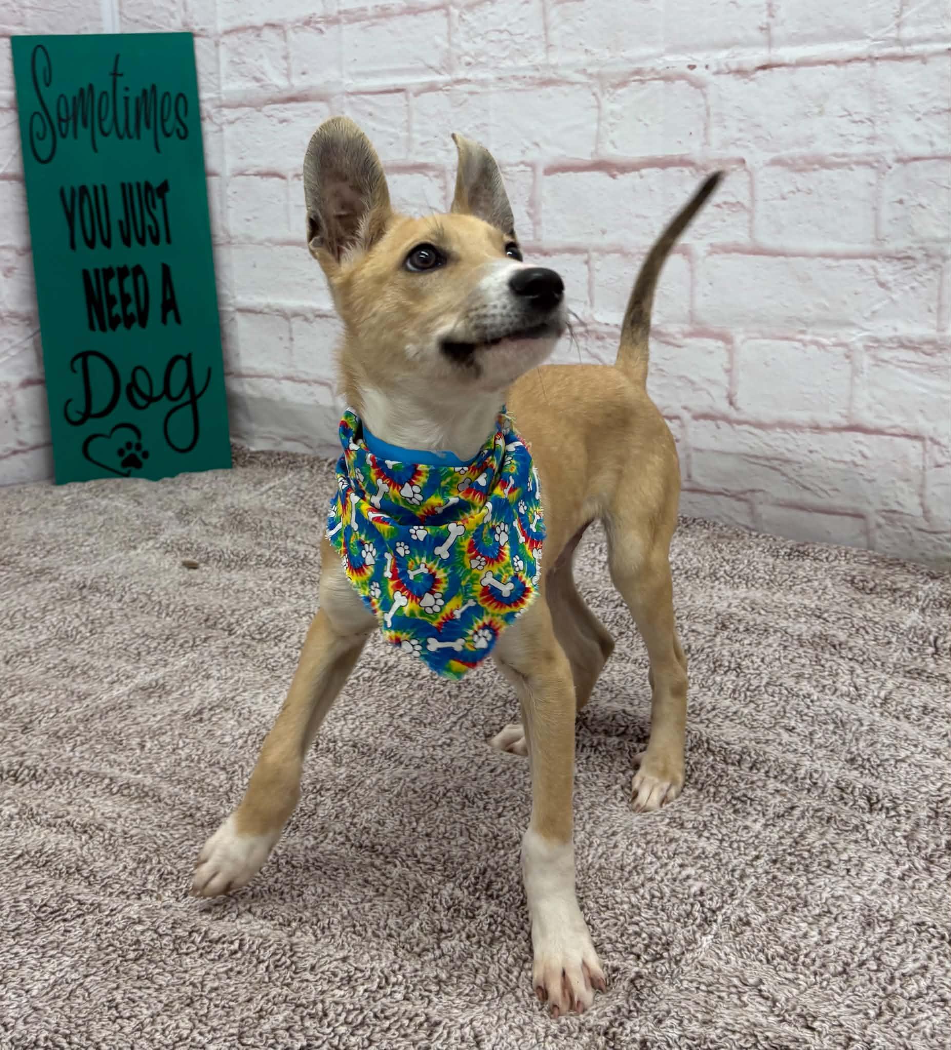 Enlarge Malcolm, a Adoptable mixed breed in Oxford, MI image 6/6