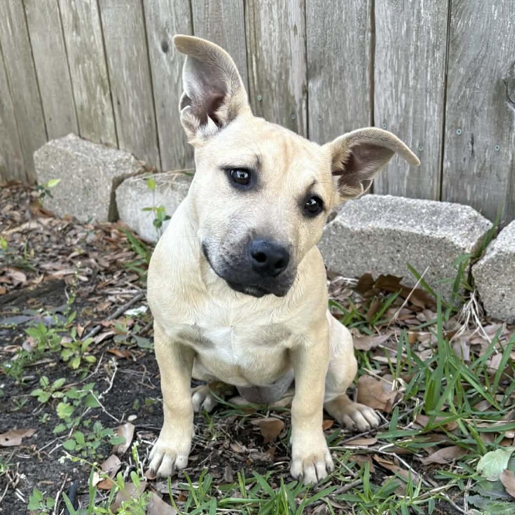 Rue, ADOPTABLE, Puppy Female Pit Bull Terrier & Shepherd.