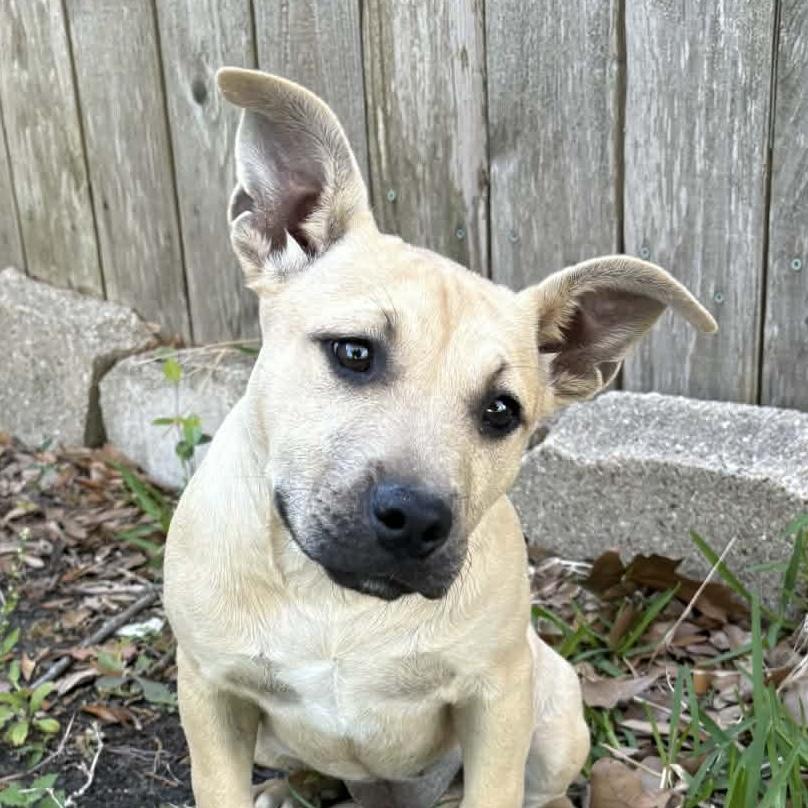 Enlarge Rue, a ADOPTABLE mixed breed in Houston, TX image 3/3