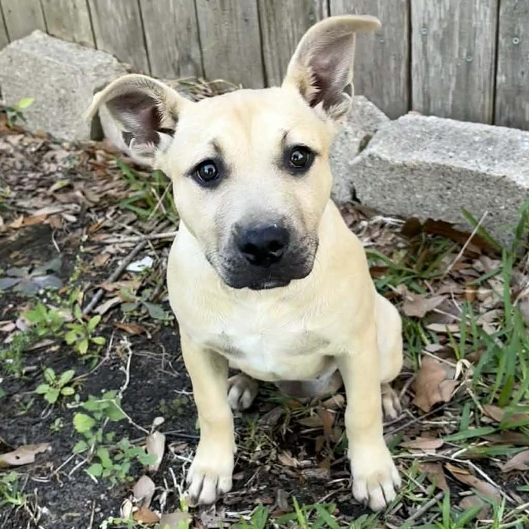 Enlarge Rue, a ADOPTABLE mixed breed in Houston, TX image 2/3