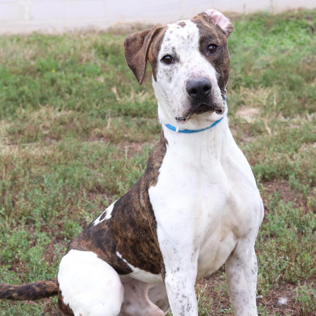 Axel, Adoptable, Adult Male German Shorthaired Pointer.