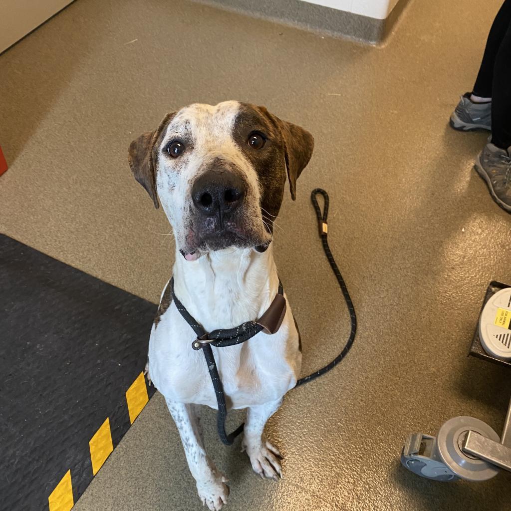 Axel, a Adoptable German Shorthaired Pointer in Council Bluffs, IA image 2/3