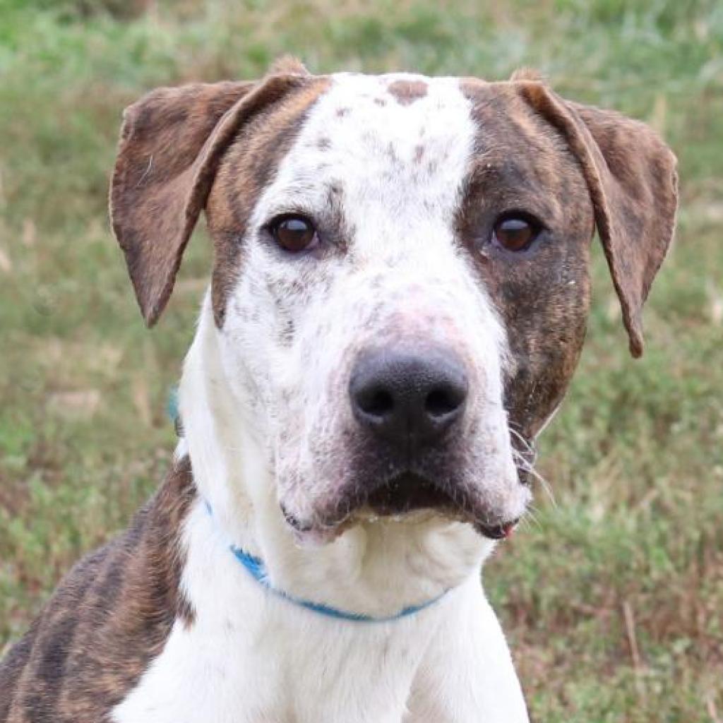 Axel, a Adoptable German Shorthaired Pointer in Council Bluffs, IA image 3/3