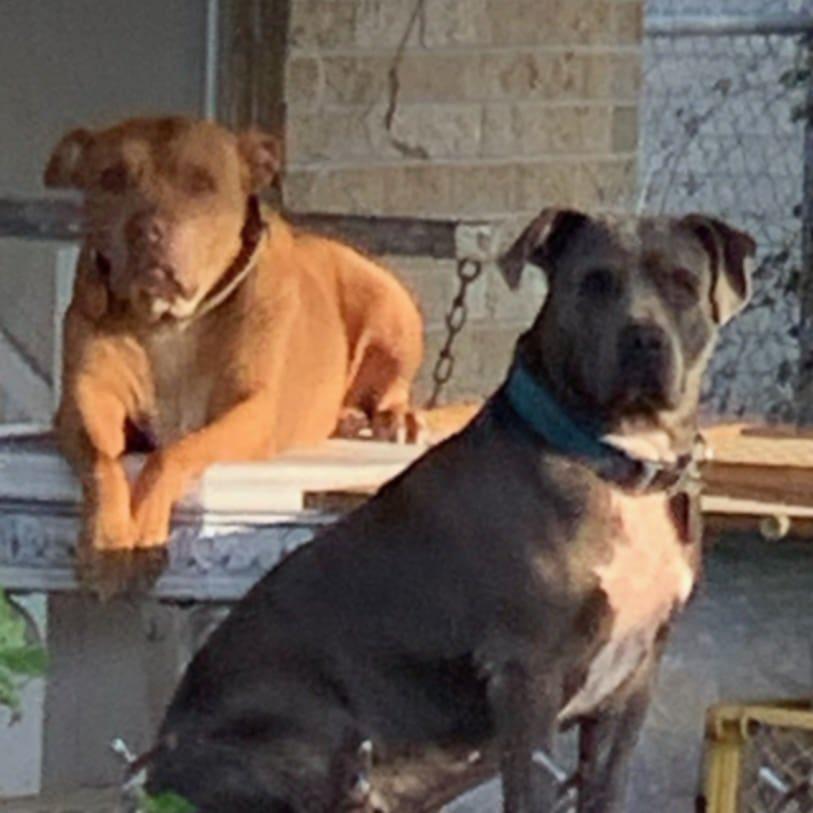 Enlarge Pepe LePew (red boy), an adopted Pit Bull Terrier in Six Mile, SC image 1/1