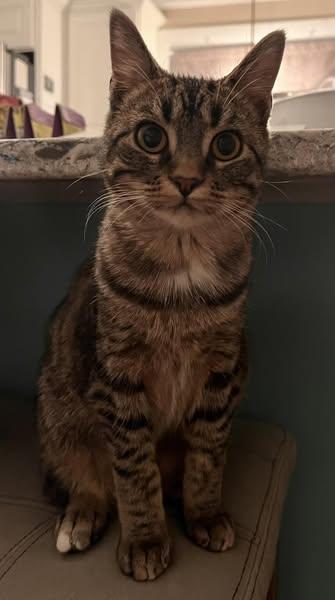 Sally, Adoptable, Young Female Domestic Short Hair.