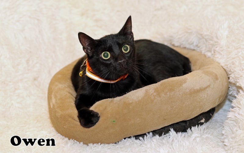 Enlarge Owen, a Adoptable American Shorthair in Houston, TX image 4/5