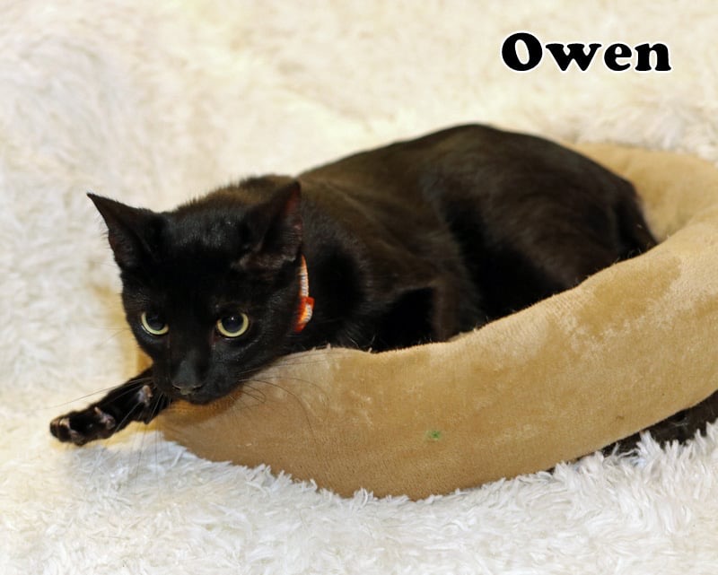 Owen photo 2