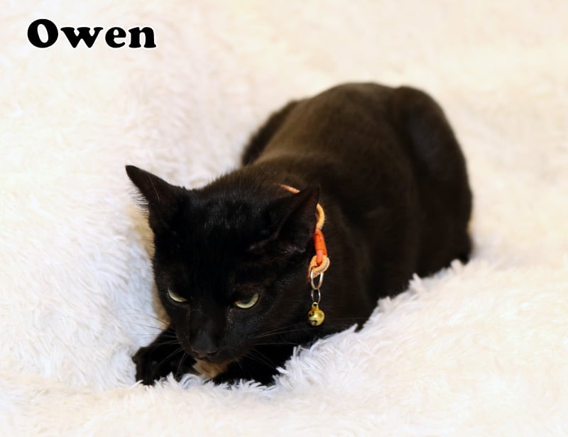 Enlarge Owen, a Adoptable American Shorthair in Houston, TX image 3/5