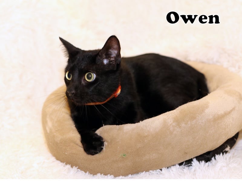 Enlarge Owen, a Adoptable American Shorthair in Houston, TX image 5/5