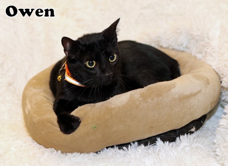 Enlarge Owen, a Adoptable American Shorthair in Houston, TX image 1/5