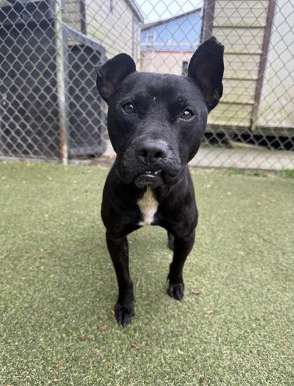 Apollo, Adoptable, Young Male Staffordshire Bull Terrier & Mixed Breed.