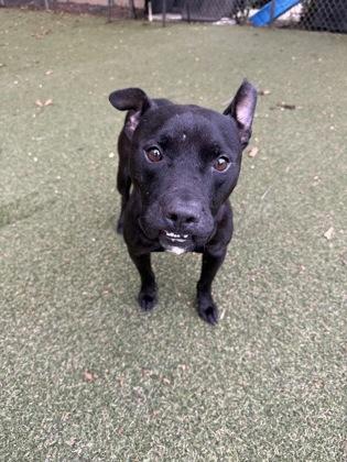 Enlarge Apollo, a Adoptable mixed breed in Picayune, MS image 2/3