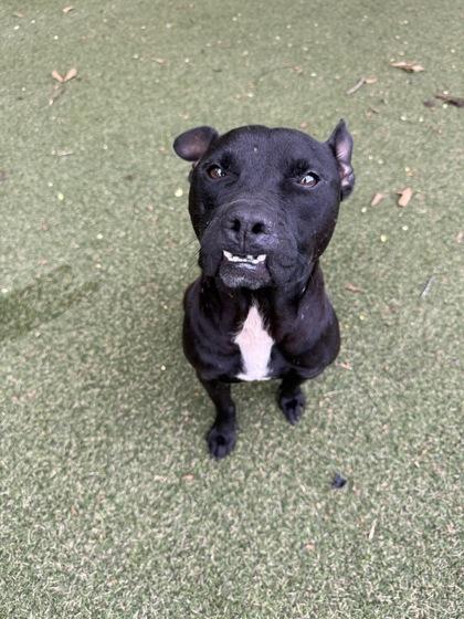Enlarge Apollo, a Adoptable mixed breed in Picayune, MS image 3/3