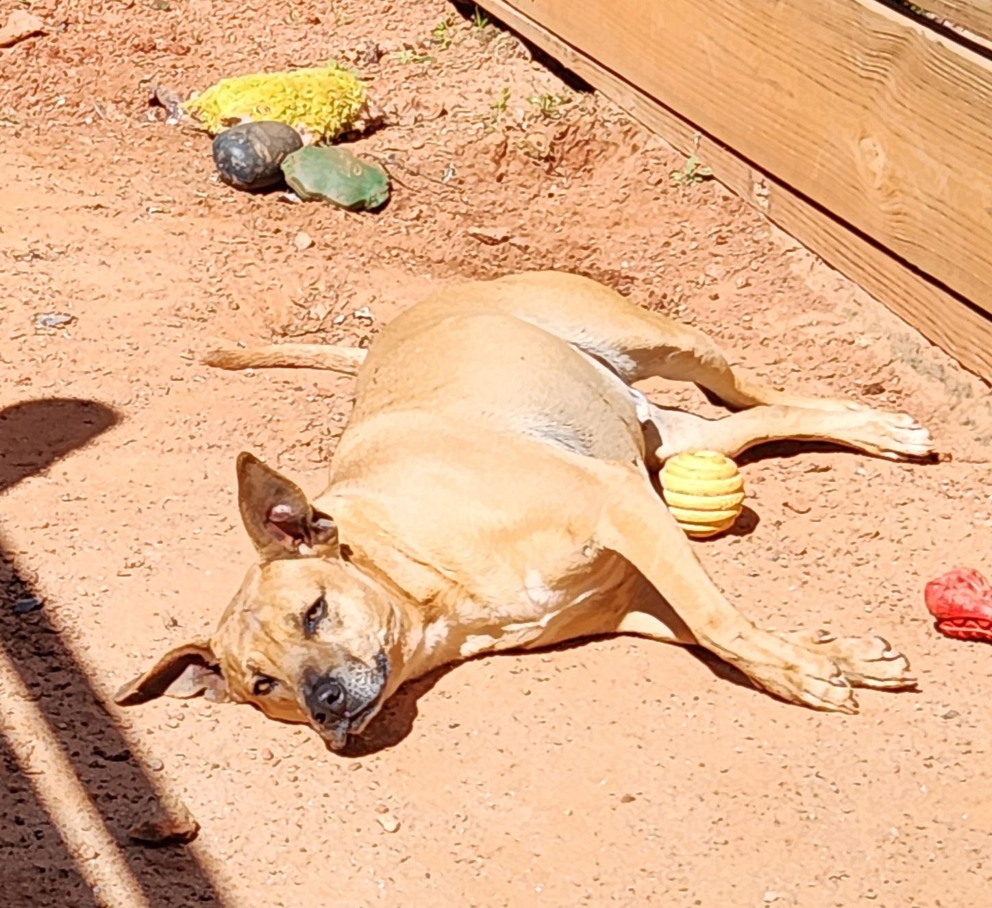 Enlarge Champ, a Adoptable mixed breed in Reddick, FL image 1/8