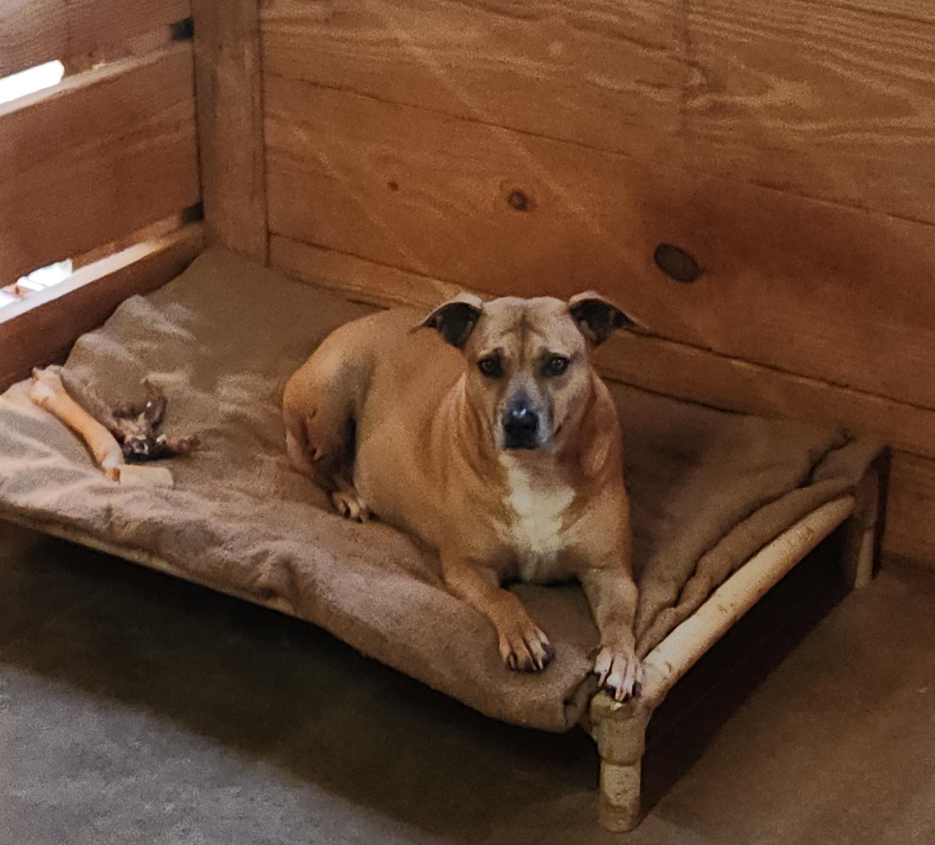 Enlarge Champ, a Adoptable mixed breed in Reddick, FL image 2/8