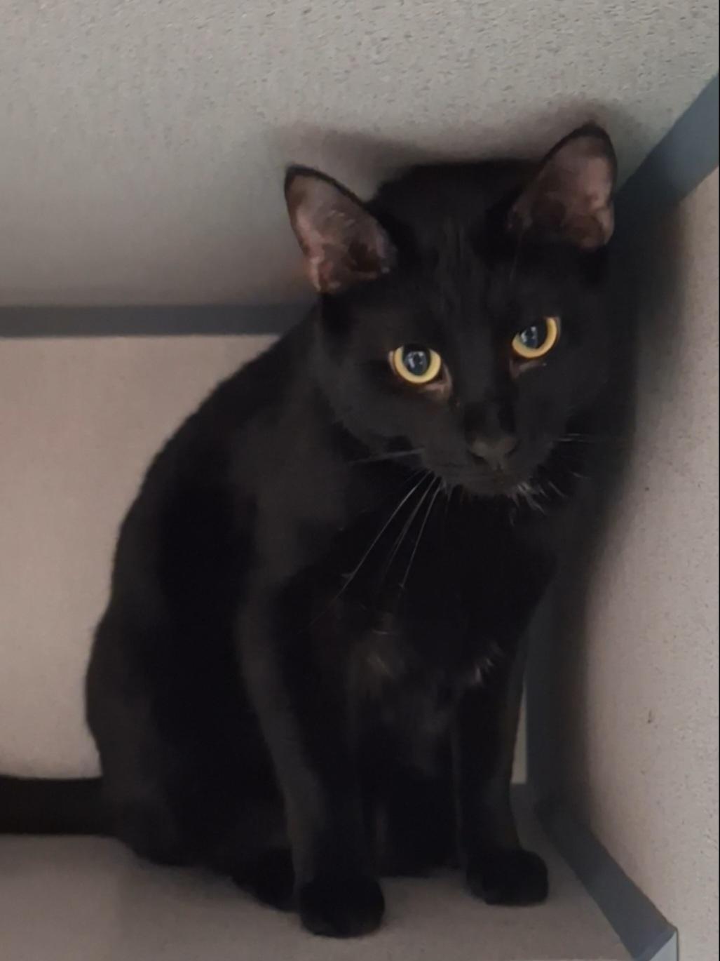 Bowie, Adoptable, Young Male Domestic Short Hair.