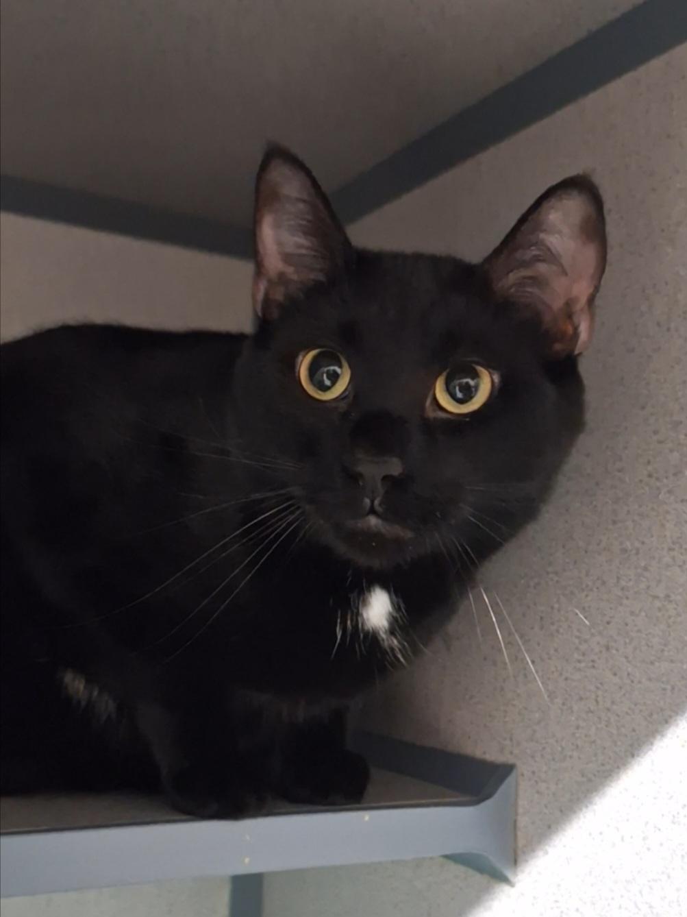 Enlarge Bowie, a Adoptable Domestic Short Hair in Dayton, OH image 2/2