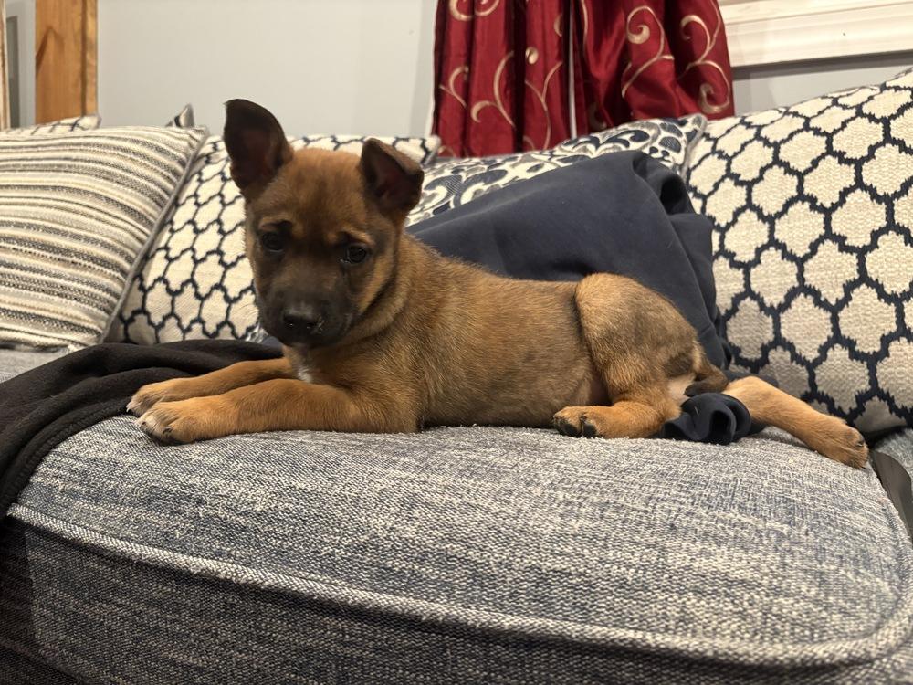 Enlarge Lyra, a Adoptable mixed breed in Willingboro, NJ image 2/3