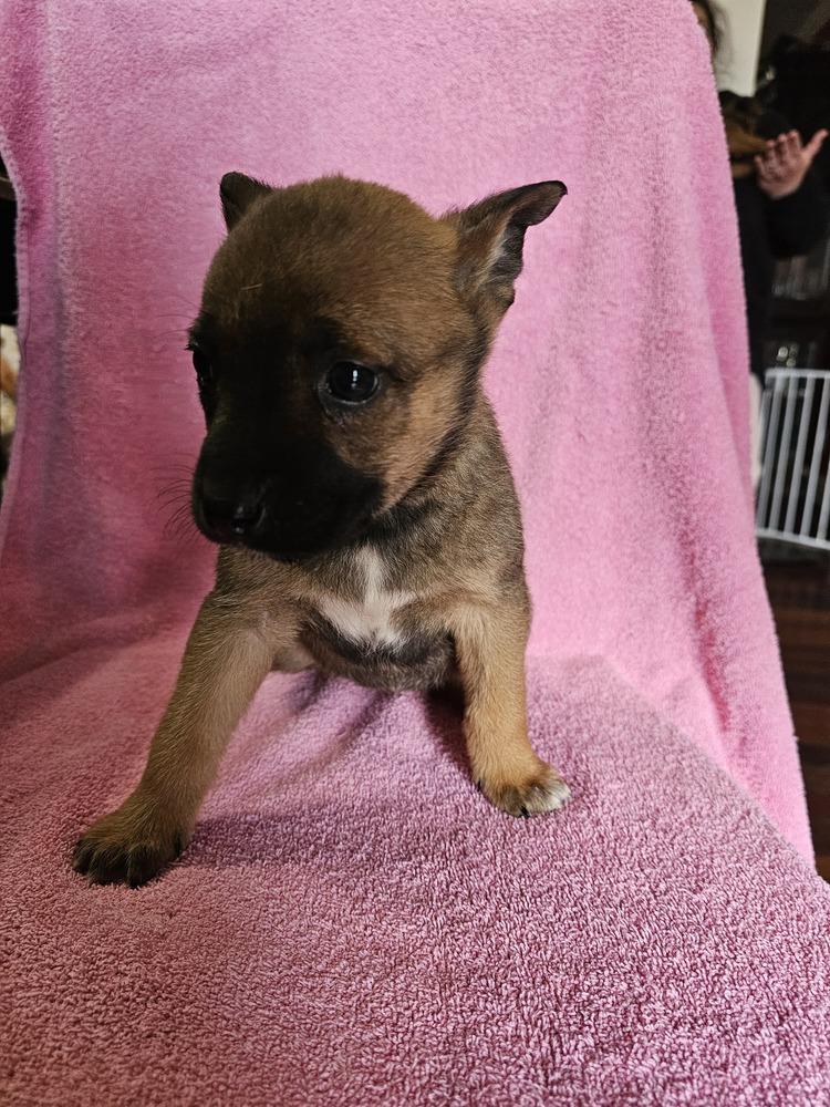 Enlarge Lyra, a Adoptable mixed breed in Willingboro, NJ image 3/3