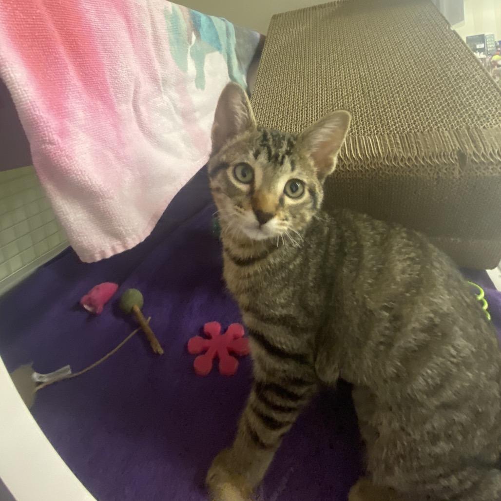 SKITTLES, Adoptable, Kitten Female Domestic Short Hair.