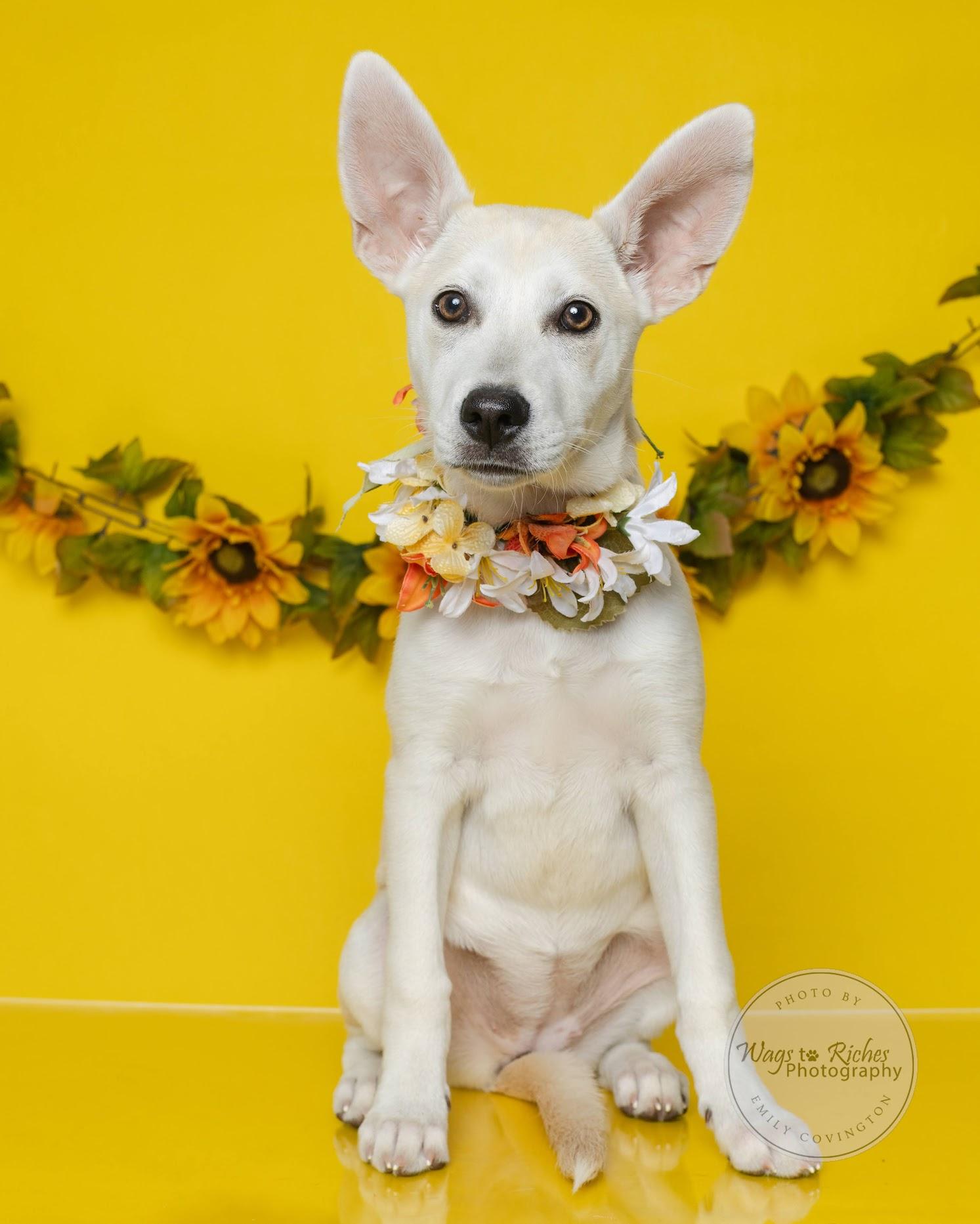 Gracie - Adopted - Look at our other pups, Adoptable, Puppy Female Terrier & Husky.