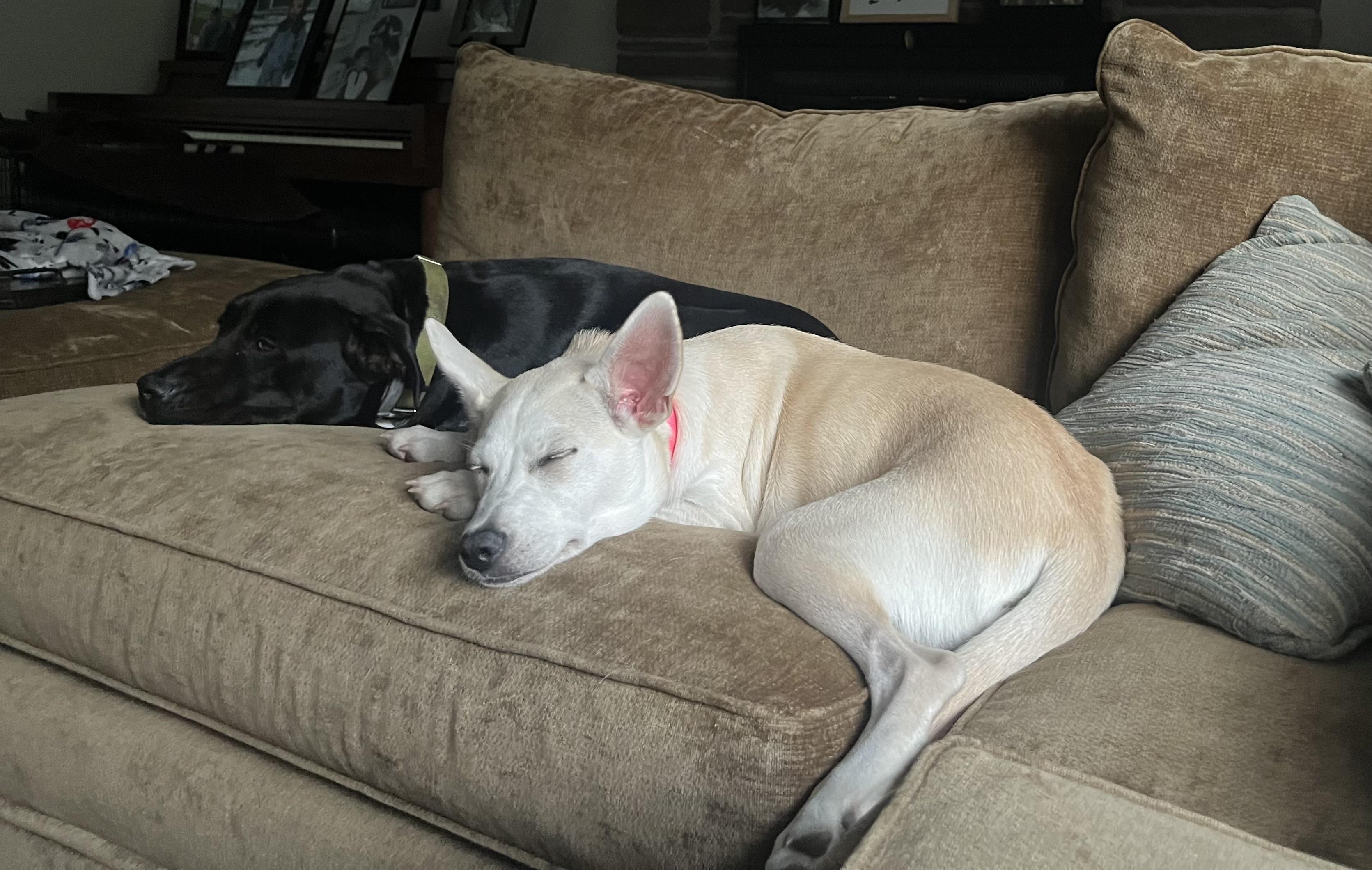 Enlarge Gracie - Adopted - Look at our other pups, a Adoptable mixed breed in Johnston , RI image 5/6