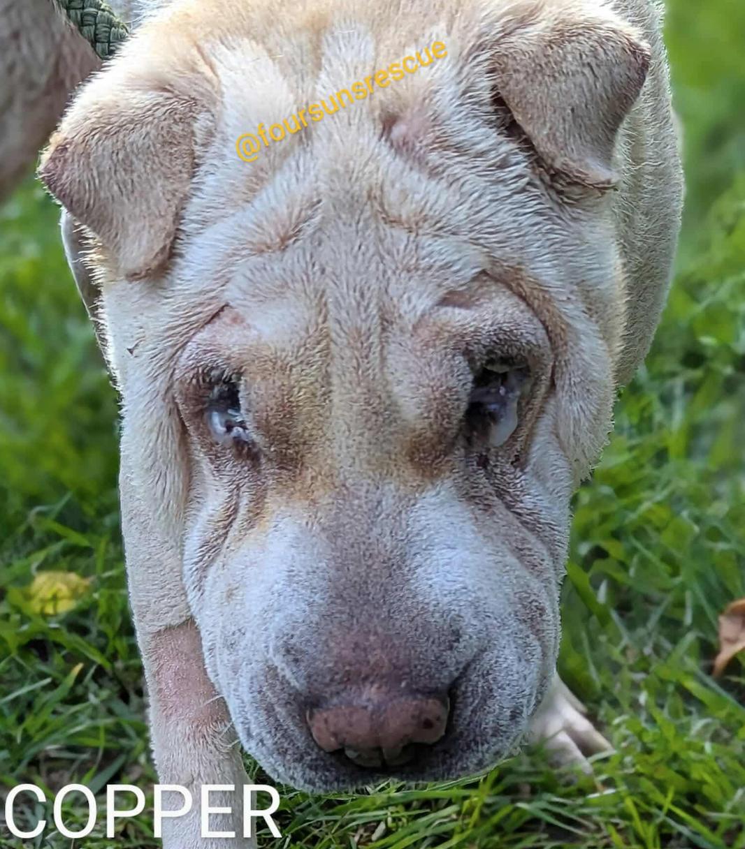 Copper, Adopted, Senior Male Shar-Pei.