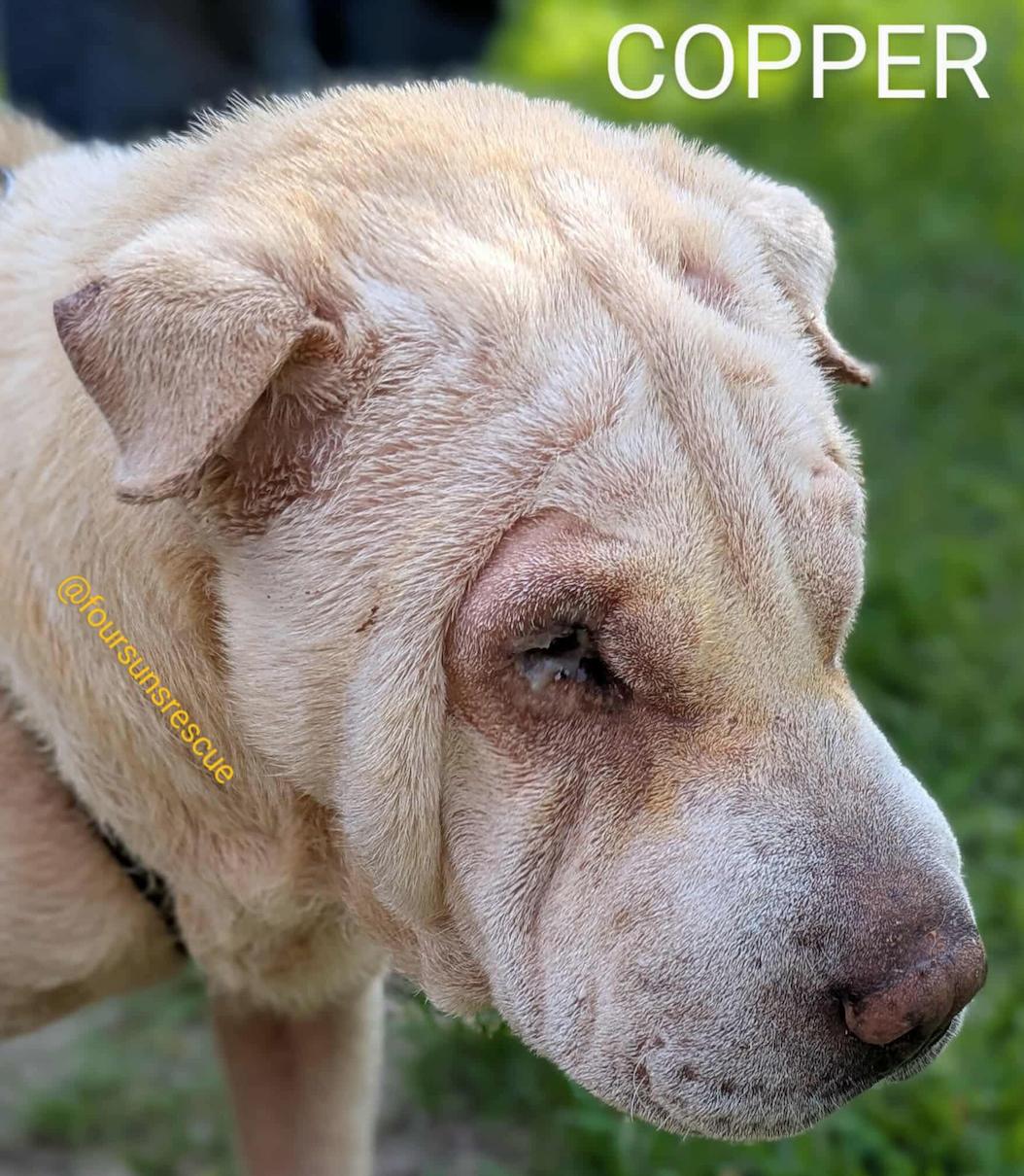 Enlarge Copper, a Adopted Shar-Pei in Cameron, NC image 2/4