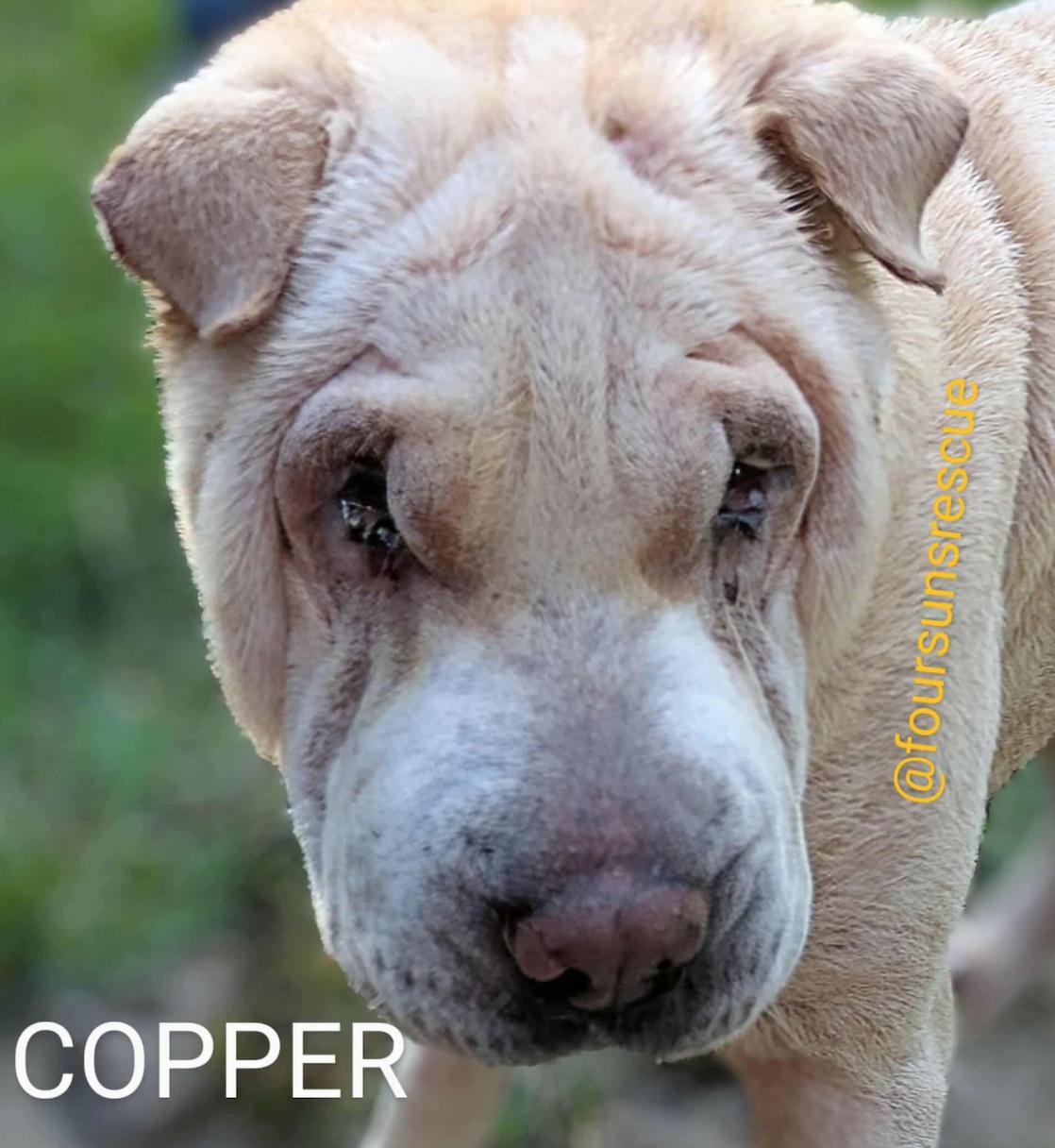 Enlarge Copper, a Adopted Shar-Pei in Cameron, NC image 3/4