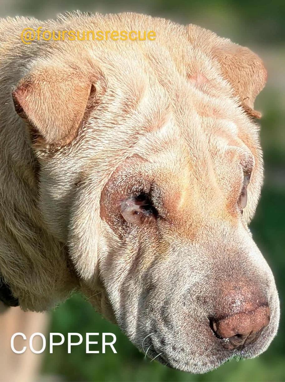 Enlarge Copper, a Adopted Shar-Pei in Cameron, NC image 4/4