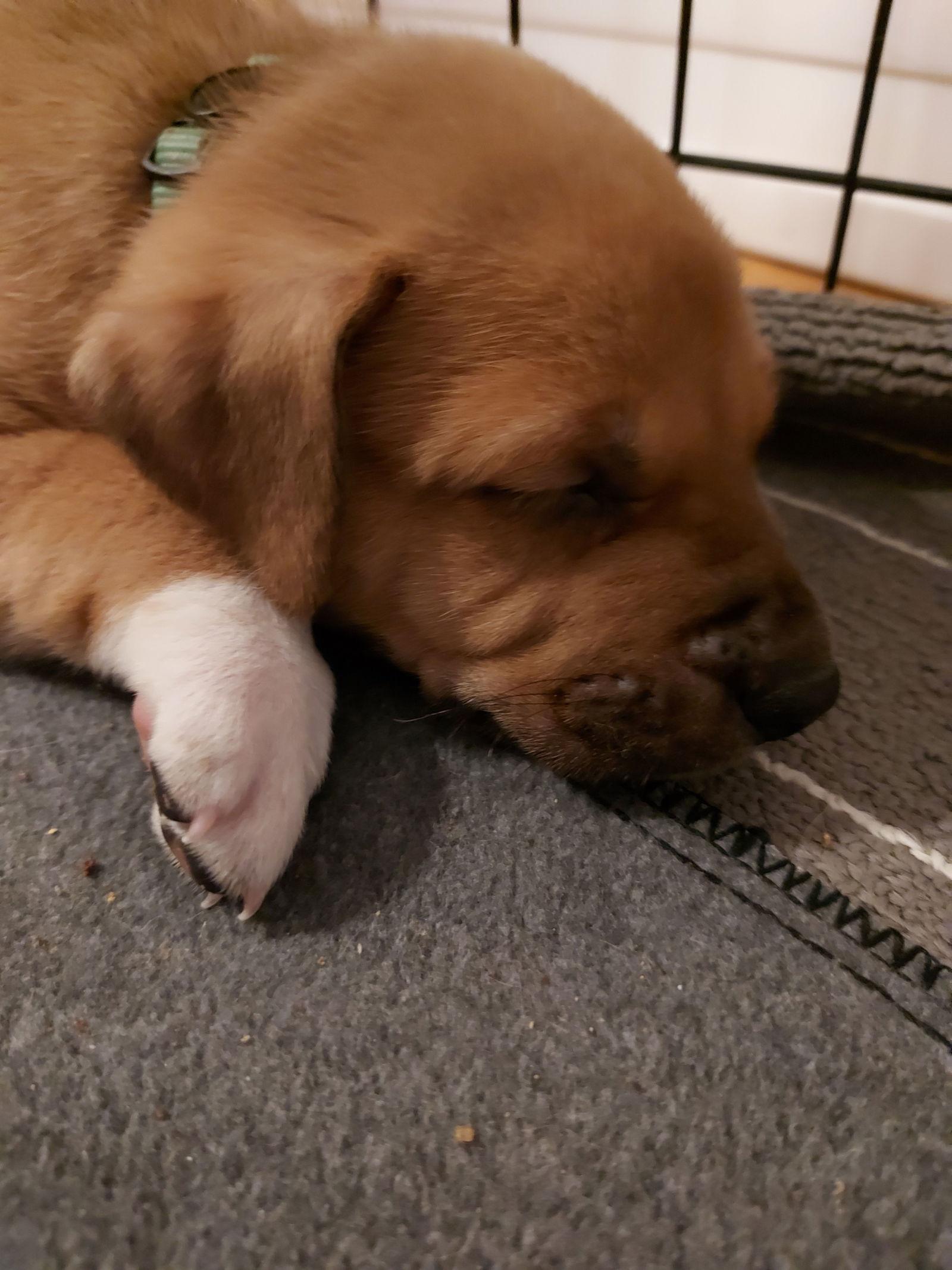 (Cheese Pup) Ricotta, Adopted, Puppy Male German Shepherd Dog.