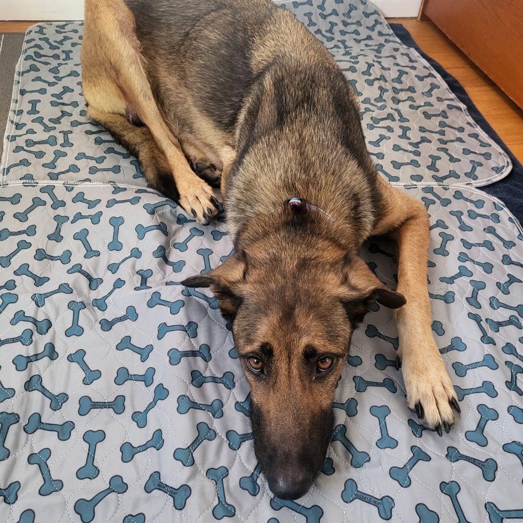 Enlarge (Cheese Pup) Ricotta, a Adopted German Shepherd Dog in Lakewood, CO image 2/2