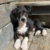 Duke, ADOPTABLE, Young Male Border Collie.