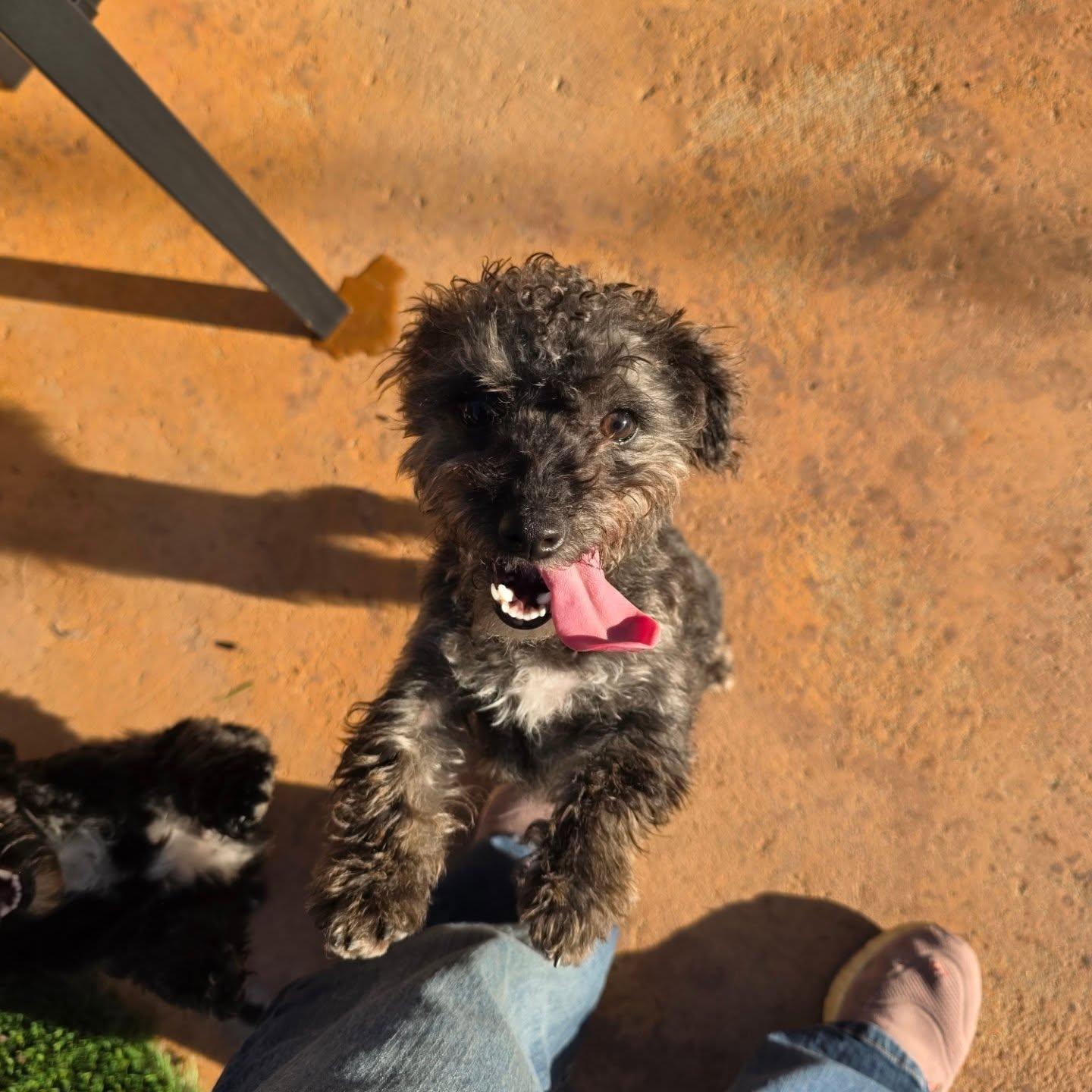 Estrella and Perlita (Darker One), a ADOPTABLE Yorkie Poo in Brea, CA image 4/6