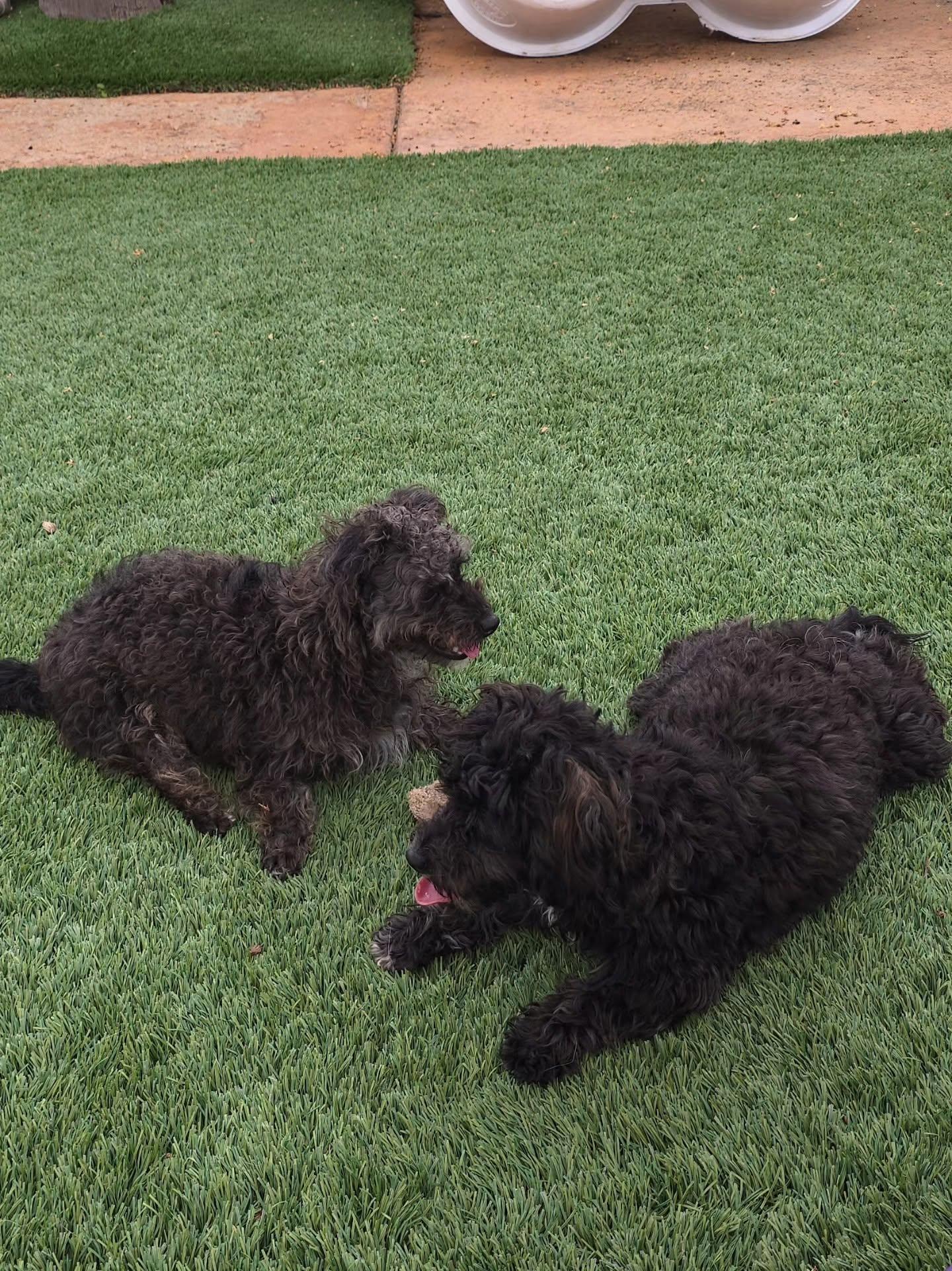 Estrella and Perlita (Darker One), a ADOPTABLE Yorkie Poo in Brea, CA image 2/6
