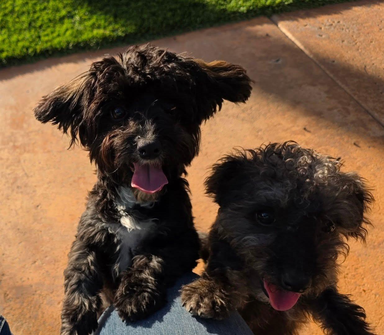 Estrella and Perlita (Darker One), a ADOPTABLE Yorkie Poo in Brea, CA image 1/6