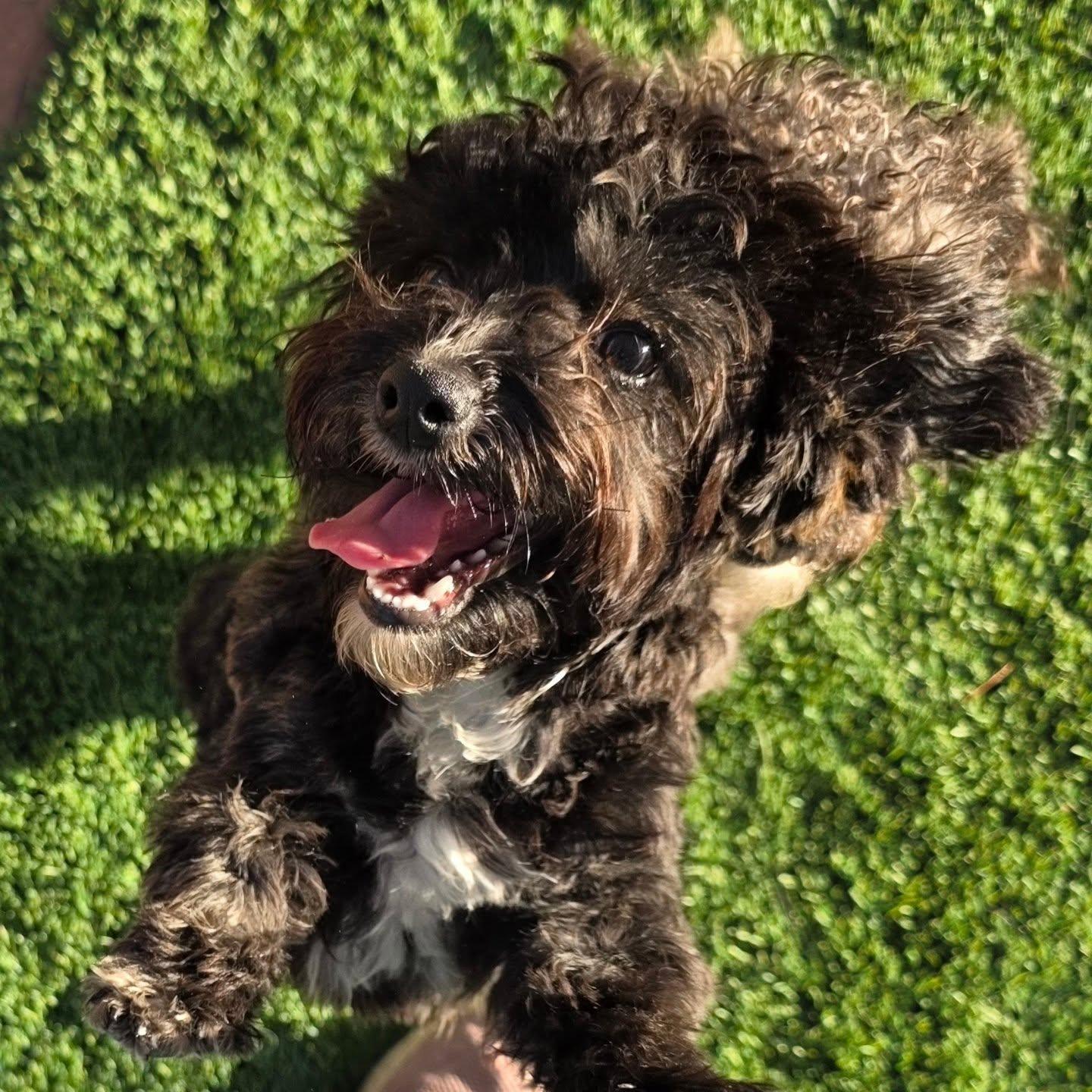 Estrella and Perlita (Darker One), a ADOPTABLE Yorkie Poo in Brea, CA image 5/6