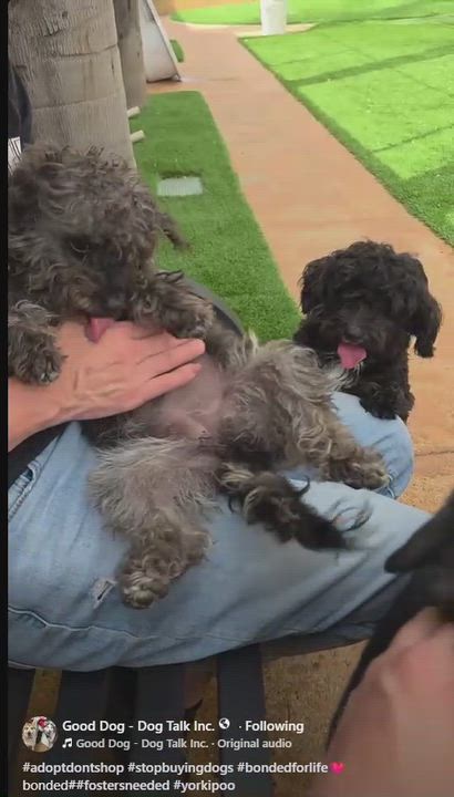 Enlarge Estrella and Perlita (Darker One), a ADOPTABLE Yorkie Poo in Brea, CA video 3/6