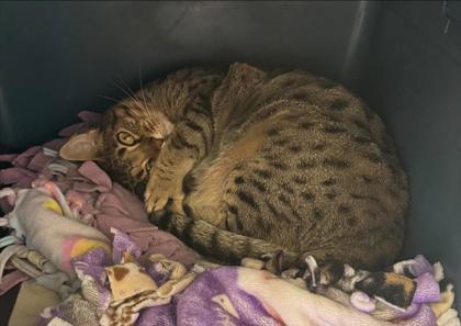 Enlarge Cremini, a Adoptable mixed breed in Bellevue, WA image 1/3