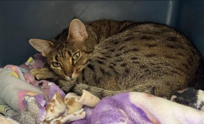 Enlarge Cremini, a Adoptable mixed breed in Bellevue, WA image 3/3