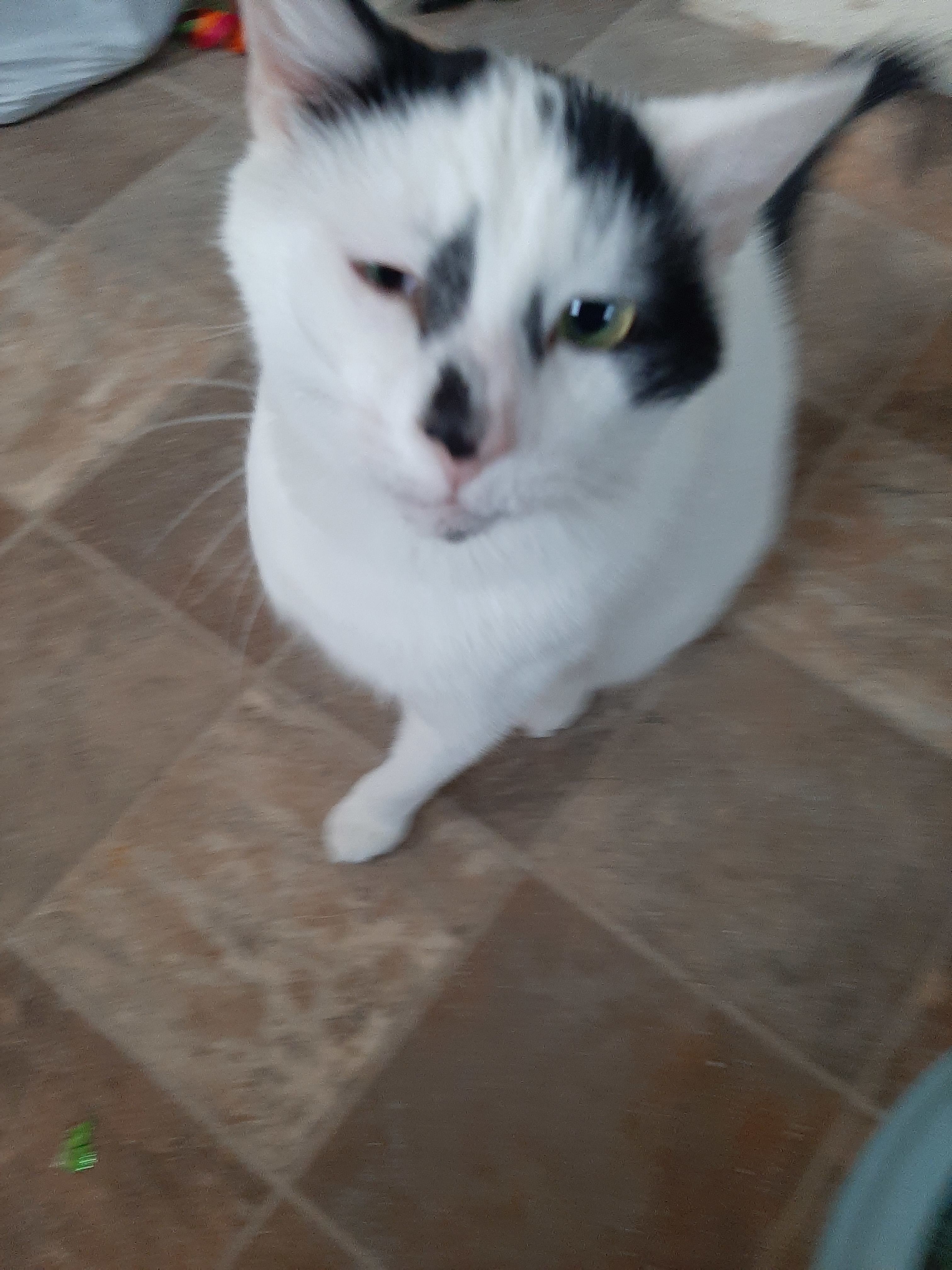 Junior, a Adoptable Domestic Short Hair in Homer Glen, IL image 1/4