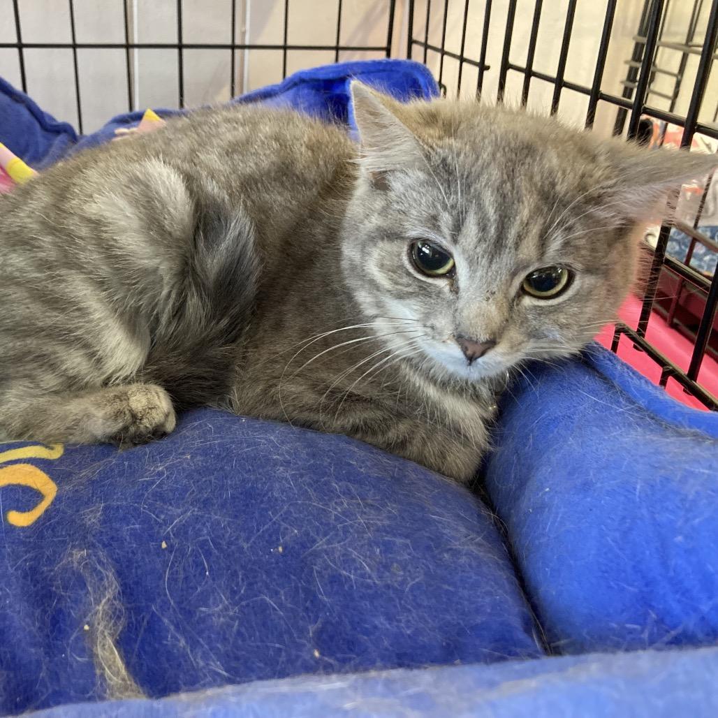 Eileen, a Adoptable Domestic Short Hair in Irwin, PA image 1/2