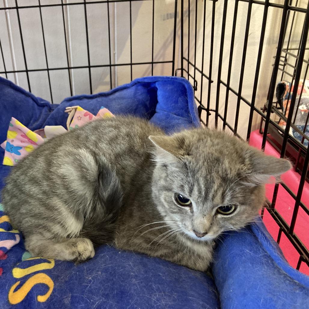 Eileen, a Adoptable Domestic Short Hair in Irwin, PA image 2/2